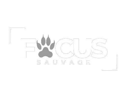 focusauvage.com